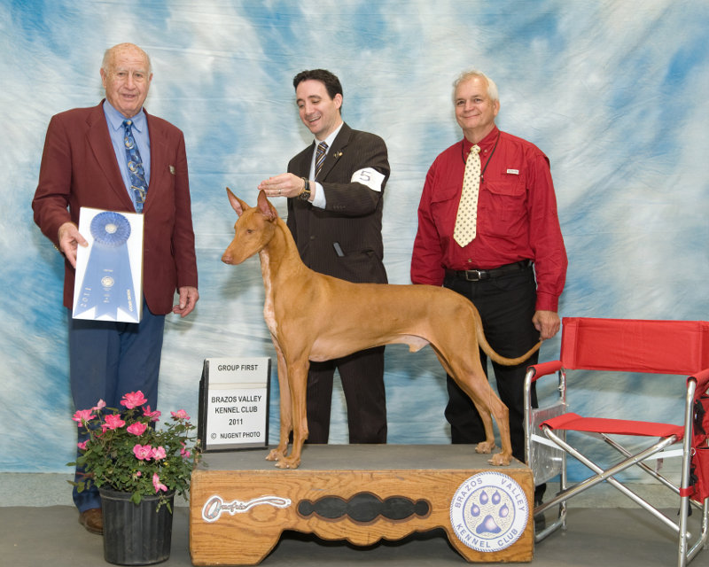 Saturday's Hound Group Winner